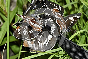 A group of zebra butterflies sitting on a belt