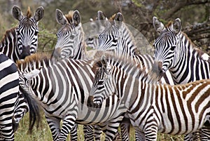 Group of zebra close-up