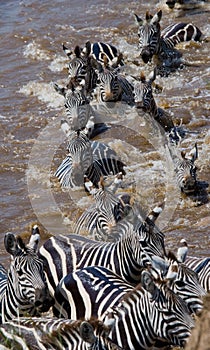 Group zebra crossing the river Mara. Kenya. Tanzania. National Park. Serengeti. Maasai Mara.