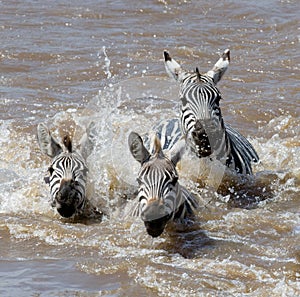 Group zebra crossing the river Mara. Kenya. Tanzania. National Park. Serengeti. Maasai Mara.