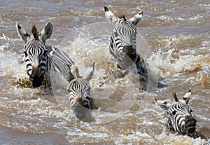 Group zebra crossing the river Mara. Kenya. Tanzania. National Park. Serengeti. Maasai Mara.