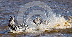 Group zebra crossing the river Mara. Kenya. Tanzania. National Park. Serengeti. Maasai Mara.