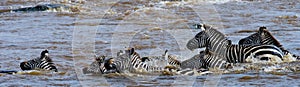 Group zebra crossing the river Mara. Kenya. Tanzania. National Park. Serengeti. Maasai Mara.