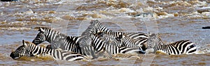 Group zebra crossing the river Mara. Kenya. Tanzania. National Park. Serengeti. Maasai Mara.