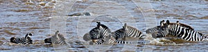 Group zebra crossing the river Mara. Kenya. Tanzania. National Park. Serengeti. Maasai Mara.