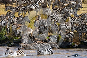 Group zebra crossing the river Mara. Kenya. Tanzania. National Park. Serengeti. Maasai Mara.