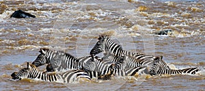 Group zebra crossing the river Mara. Kenya. Tanzania. National Park. Serengeti. Maasai Mara.