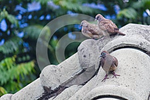 A group of Zebra Dove stands on rooftop piles during the daytime.