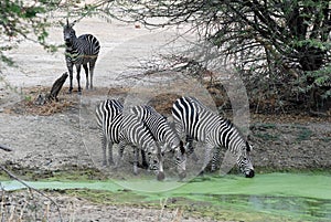 Group zebra drinking by green waterhole - Tanzania