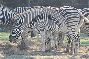 Group zebra eatting grass in safari