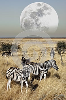 Group of Zebra (Equus quagga) - Namibia