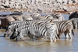 Group zebra Etosha National park