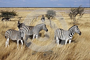 Group of Zebra - Etosha National Park - Namibia