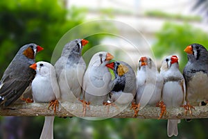 Grupo de pinzón observación de aves 