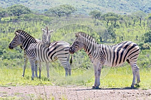 A group of zebra photographed at Hluhluwe/Imfolozi Game Reserve in South Africa.