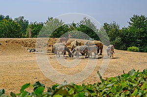 Group of Zebra and Rhinocerous grazing together in a dusty dry compound