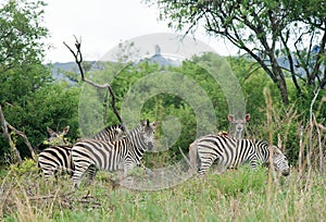 A GROUP OF ZEBRA STANDING IN THE BUSH ON A GAME FARM IN SOUTH AFRICA