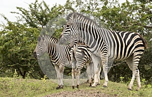 Group of zebras