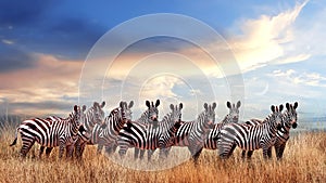 Group of zebras in the African savanna against the beautiful sunset with clouds. Serengeti National Park. Tanzania. Africa.