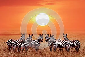 Group of zebras in the African savanna against the beautiful sunset. Serengeti National Park. Tanzania. Wild life of Africa.