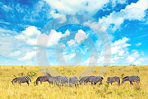 Group of Zebras in african savannah in Masai Mara National park. Wildlife of Kenya, Africa. African landscape with zebras, blue