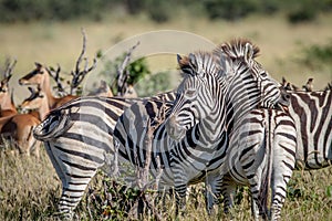 Group of Zebras bonding in Chobe.