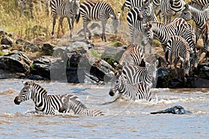 Group of zebras crossing the river Mara