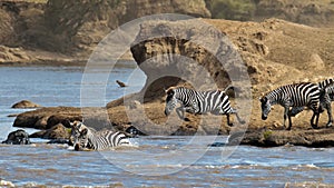 Group of zebras crossing the river Mara