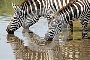 Group of zebras drinking
