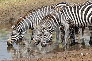 Group of zebras drinking