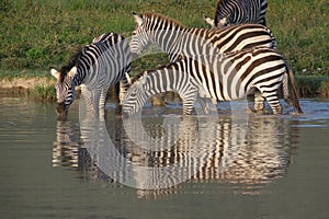 Group of zebras drinking at water hole, Ngorongoro Conservation Area, Tanzania