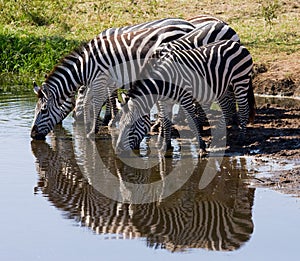 Group of zebras drinking water from the river. Kenya. Tanzania. National Park. Serengeti. Maasai Mara.