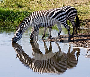 Group of zebras drinking water from the river. Kenya. Tanzania. National Park. Serengeti. Maasai Mara.