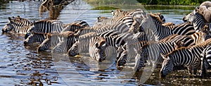 Group of zebras drinking water from the river. Kenya. Tanzania. National Park. Serengeti. Maasai Mara.