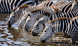 Group of zebras drinking water from the river. Kenya. Tanzania. National Park. Serengeti. Maasai Mara.