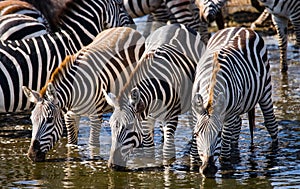 Group of zebras drinking water from the river. Kenya. Tanzania. National Park. Serengeti. Maasai Mara.