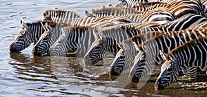 Group of zebras drinking water from the river. Kenya. Tanzania. National Park. Serengeti. Maasai Mara.