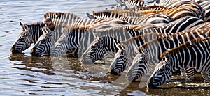 Group of zebras drinking water from the river. Kenya. Tanzania. National Park. Serengeti. Maasai Mara.