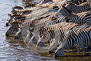 Group of zebras drinking water from the river. Kenya. Tanzania. National Park. Serengeti. Maasai Mara.