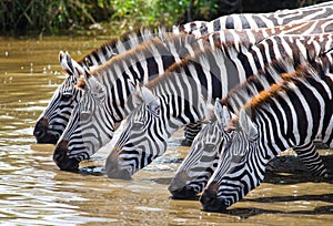 Group of zebras drinking water from the river. Kenya. Tanzania. National Park. Serengeti. Maasai Mara.