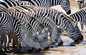 Group of zebras drinking water from the river. Kenya. Tanzania. National Park. Serengeti. Maasai Mara.