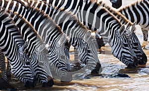 Group of zebras drinking water from the river. Kenya. Tanzania. National Park. Serengeti. Maasai Mara.