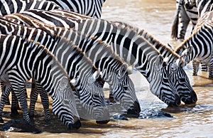 Group of zebras drinking water from the river. Kenya. Tanzania. National Park. Serengeti. Maasai Mara.