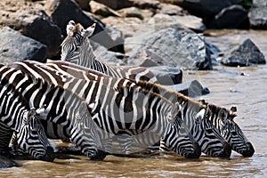 Group of zebras drinking water from the river. Kenya. Tanzania. National Park. Serengeti. Maasai Mara.