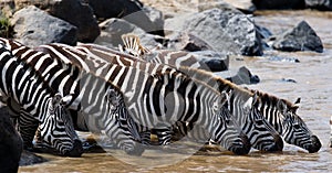 Group of zebras drinking water from the river. Kenya. Tanzania. National Park. Serengeti. Maasai Mara.