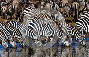 Group of zebras drinking water from the river. Kenya. Tanzania. National Park. Serengeti. Maasai Mara.