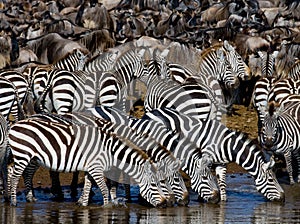 Group of zebras drinking water from the river. Kenya. Tanzania. National Park. Serengeti. Maasai Mara.