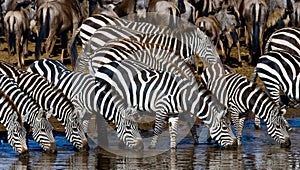 Group of zebras drinking water from the river. Kenya. Tanzania. National Park. Serengeti. Maasai Mara.