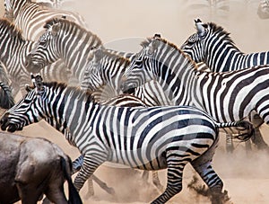 Group of zebras in the dust. Kenya. Tanzania. National Park. Serengeti. Maasai Mara.