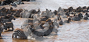 Group of zebras in the dust. Kenya. Tanzania. National Park. Serengeti. Maasai Mara.